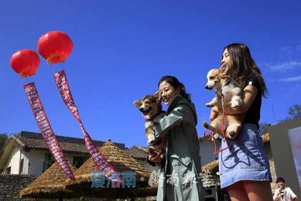 200条柯基犬嗨翻宠物谷花式玩转跑马岭首届宠物文化节