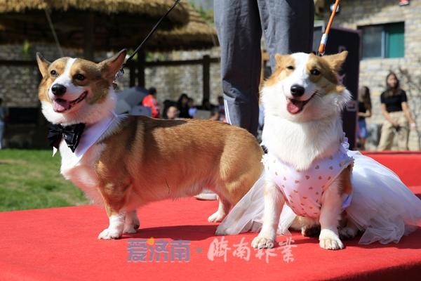 200条柯基犬嗨翻宠物谷花式玩转跑马岭首届宠物文化节