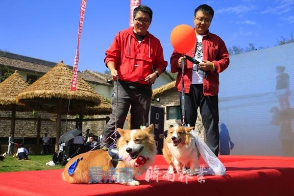 200条柯基犬嗨翻宠物谷花式玩转跑马岭首届宠物文化节