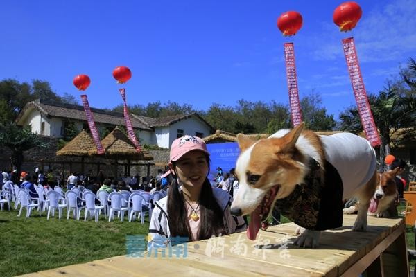 200条柯基犬嗨翻宠物谷花式玩转跑马岭首届宠物文化节