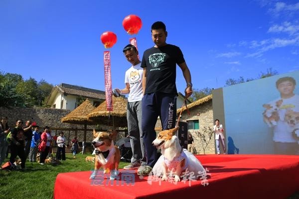 200条柯基犬嗨翻宠物谷花式玩转跑马岭首届宠物文化节