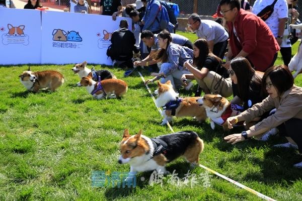 200条柯基犬嗨翻宠物谷花式玩转跑马岭首届宠物文化节