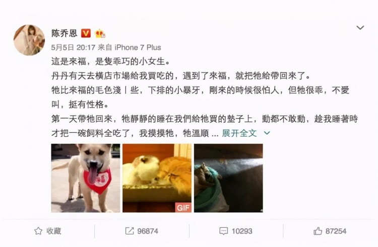 明星们都爱养的6种狗看看你和哪位明星撞狗了