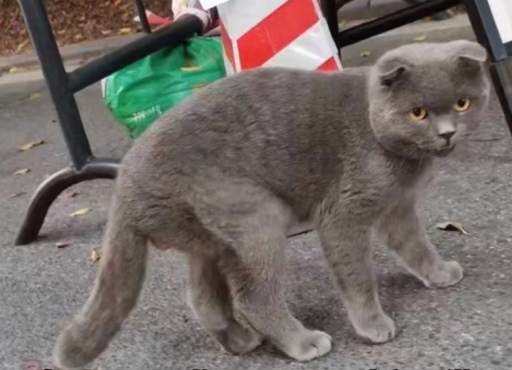 有的折耳猫不会发病胡扯永远别碰折耳猫