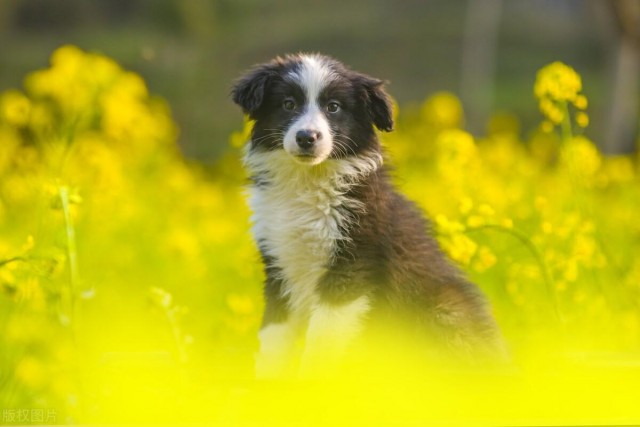 狗界智商状元带你了解边境牧羊犬犬种的故事！